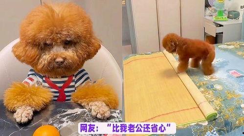 泰迪龙肉球爆料视频播放,揭秘幕后真相