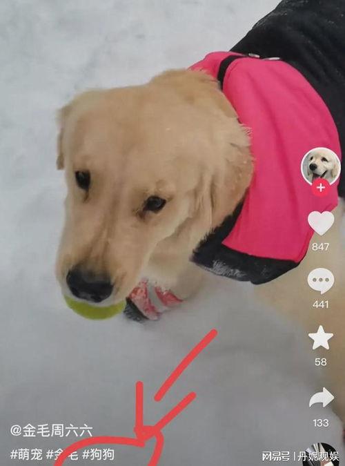 最新宠物爆料视频大全,萌宠视频大全，笑料横生，萌态百出！