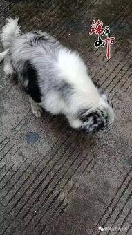 最新宠物爆料视频大全,萌宠视频大全,笑料横生,萌态百出! 第2张 最新宠物爆料视频大全,萌宠视频大全,笑料横生,萌态百出! 第2张