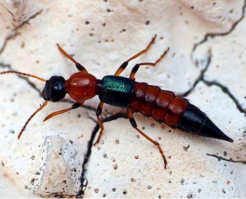 昆虫学者新皮肤爆料视频,新皮肤爆料视频深度解析 第2张 昆虫学者新皮肤爆料视频,新皮肤爆料视频深度解析 第2张