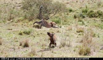 捕猎在线观看,揭秘神秘狩猎世界的惊心动魄之旅 第2张 捕猎在线观看,揭秘神秘狩猎世界的惊心动魄之旅 第2张