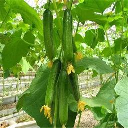 紫酱娱乐吃瓜,揭秘娱乐圈最新吃瓜事件,带你领略明星幕后故事 第2张 紫酱娱乐吃瓜,揭秘娱乐圈最新吃瓜事件,带你领略明星幕后故事 第2张